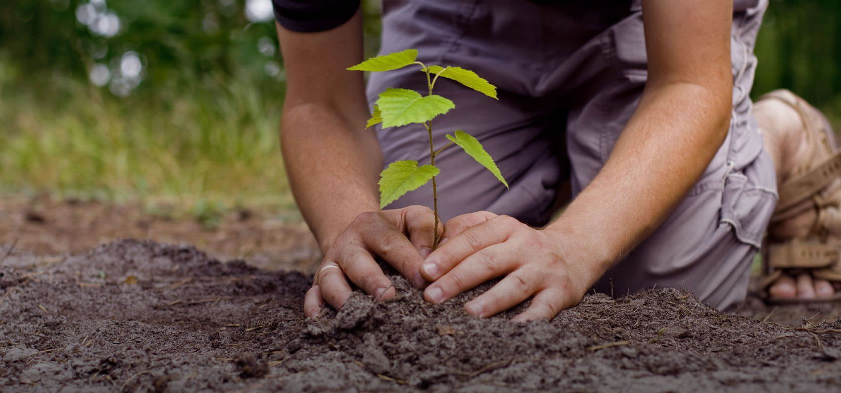 Plantando Árboles Linkeia